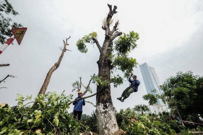 [-]Hà[-]Nội[-]di[-]dời,[-]đốn[-]hạ[-]cả[-]trăm[-]cây[-]xanh[-]làm[-]đường[-]sắt